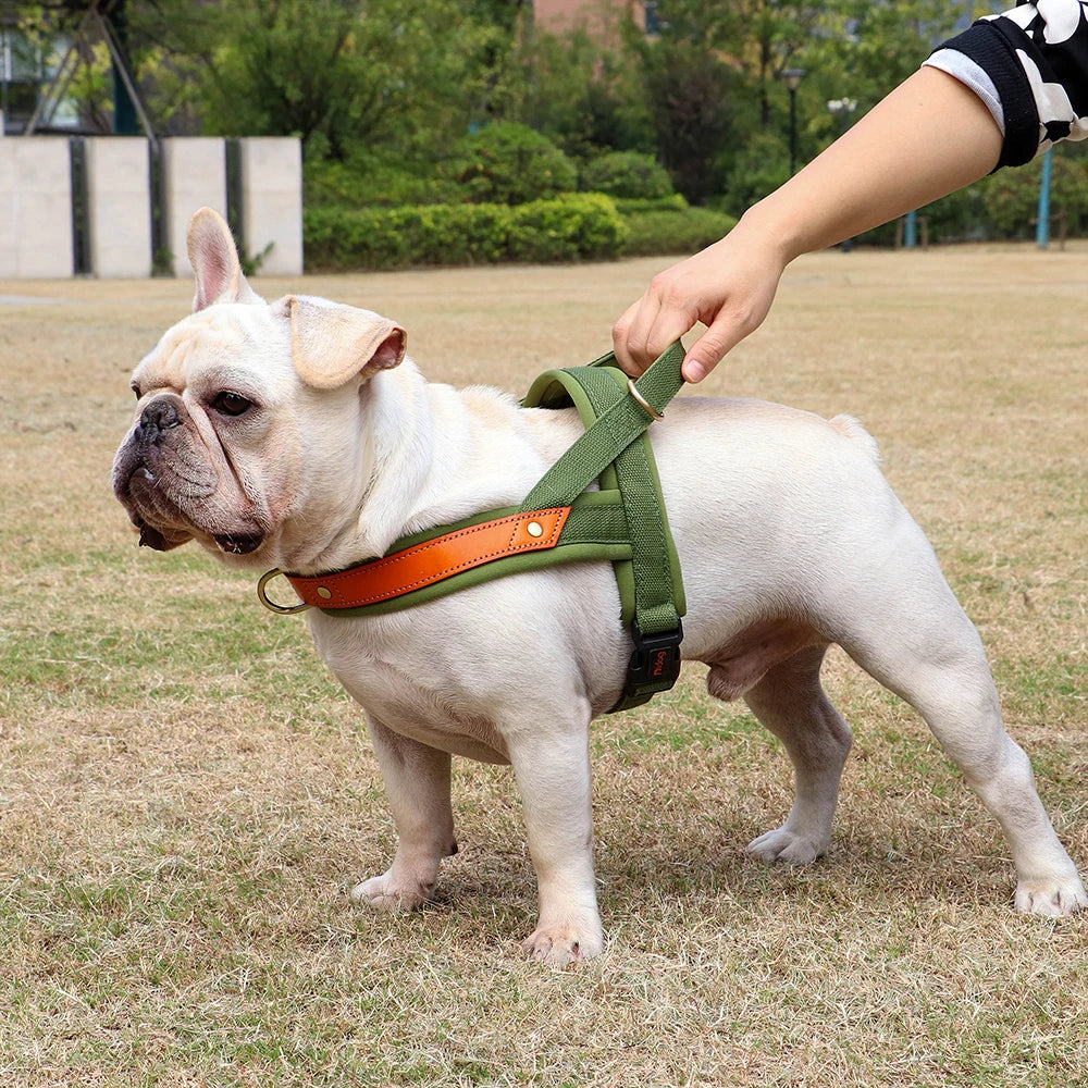 Tuigje voor puppy met kliksluiting – Veilig en zacht