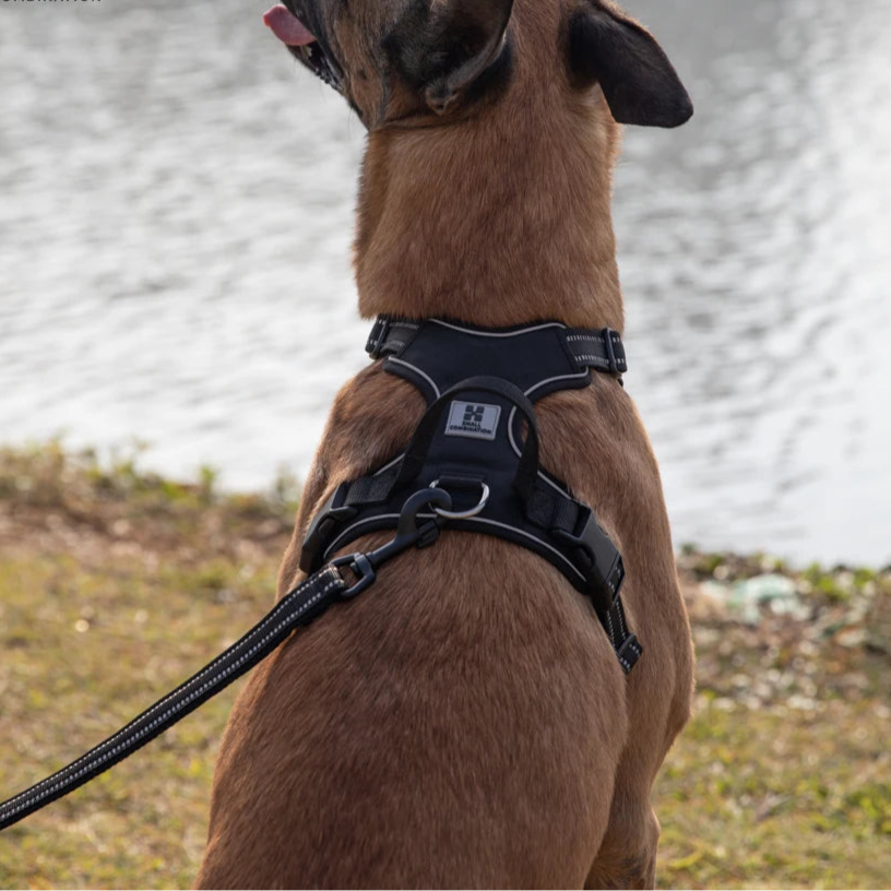 Action tuigje voor hond met klittenband – Makkelijk aan te trekken