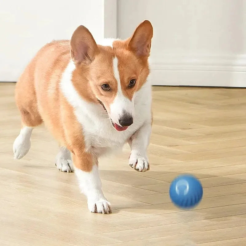 Honden traktatiebox – Cadeau met smaak