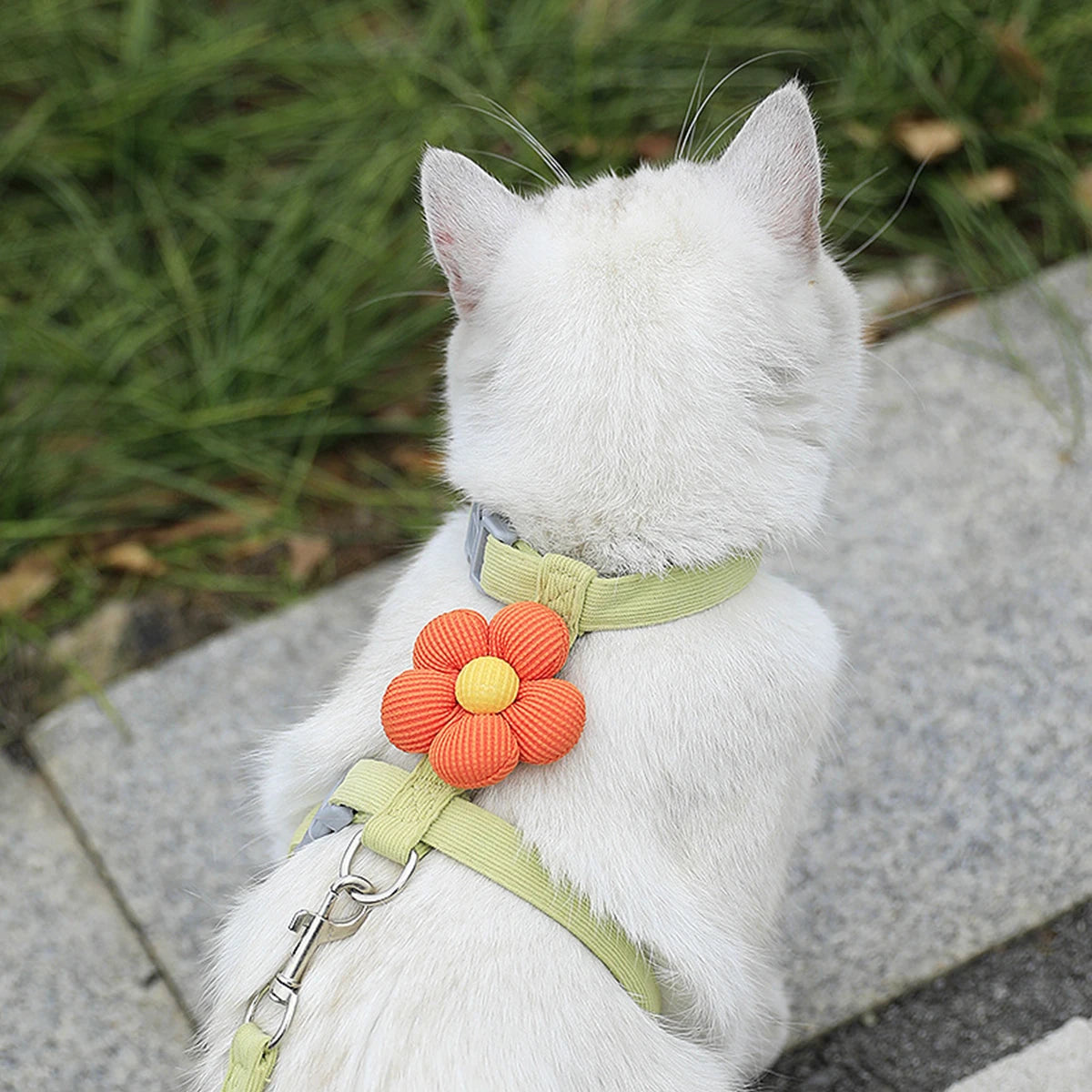 Tuigje voor grote honden – Stevig en betrouwbaar