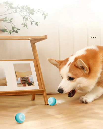 Verjaardagsbox hond – Snoep, speelgoed en liefde