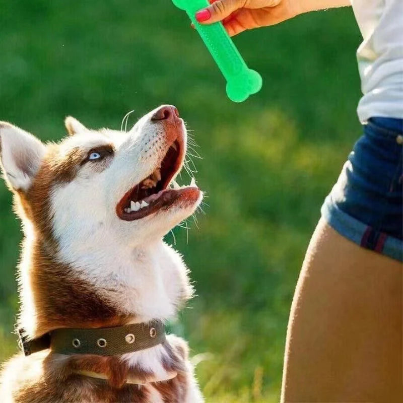 Cadeau hond met speeltjes – Spelen, bijten, genieten