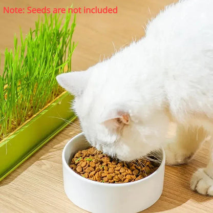 Leuk kattenspeeltje met LED – Visueel aantrekkelijk