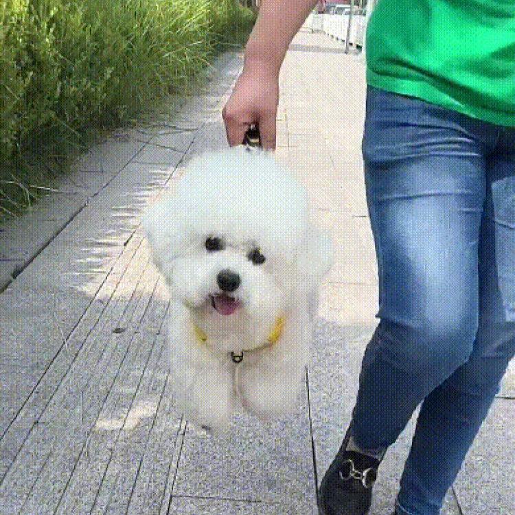 Tuigje honden met klikbevestiging – Stevig en betrouwbaar