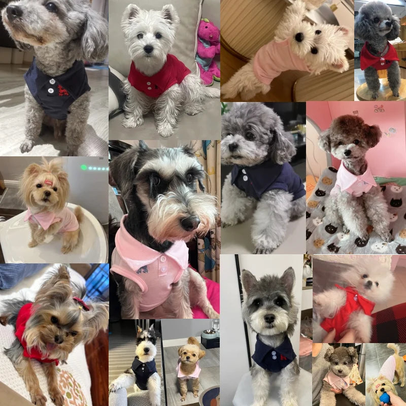 Verjaardag hond met cadeaubox – Compleet feestpakket