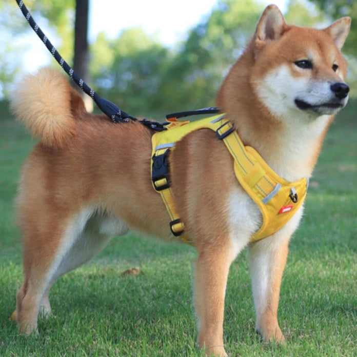 Tuigje voor hond Action met basic design – Praktisch en voordelig