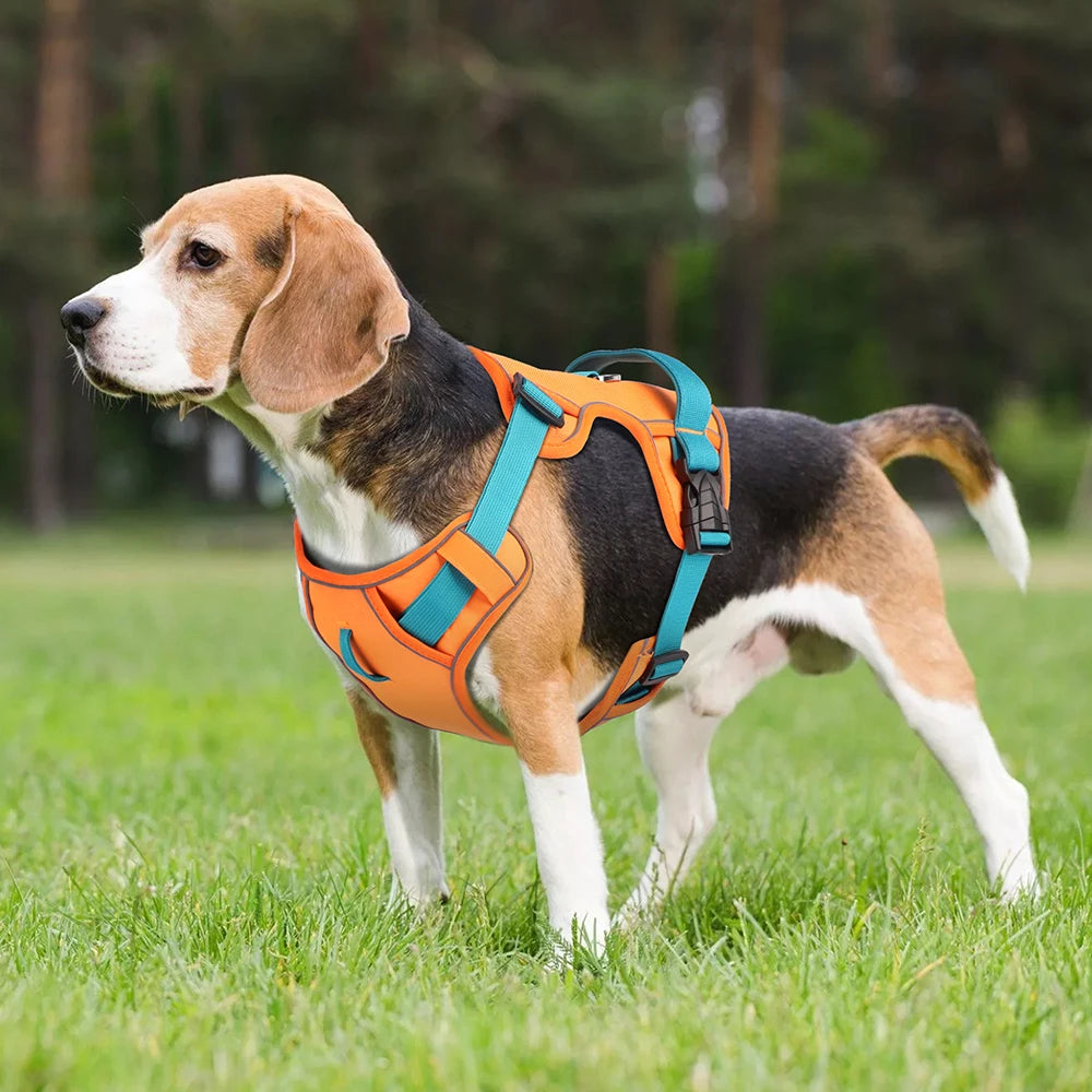 Tuigje voor sportieve honden – Flexibel en licht