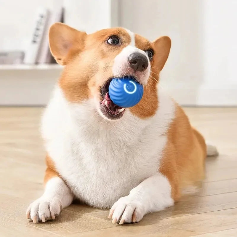 Origineel cadeau hond verjaardag – Creatief en uniek