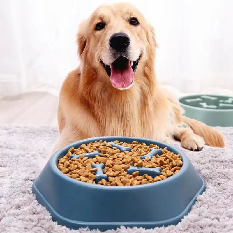 Verjaardag hond vieren met cadeau – Onvergetelijk moment