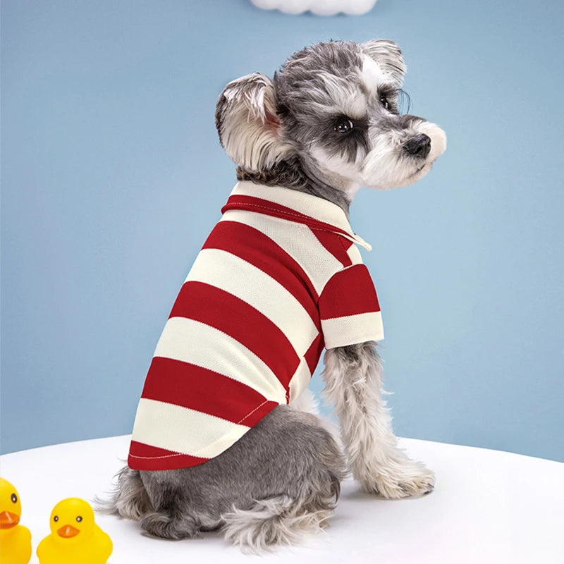 Feestbox hond met lekkernijen – Traktatie deluxe
