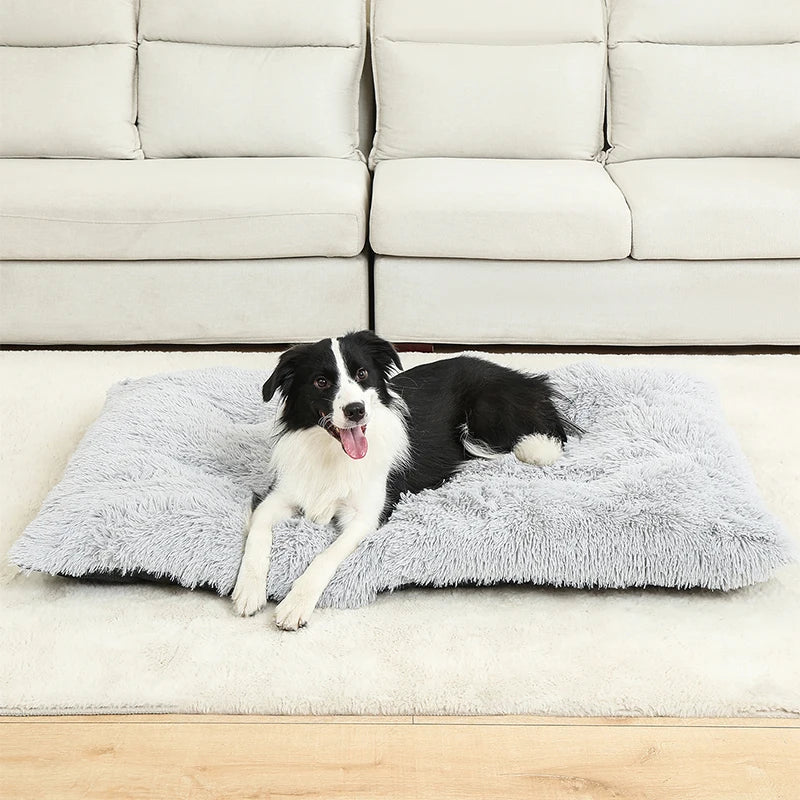 Origineel cadeau hond en baas – Samen genieten