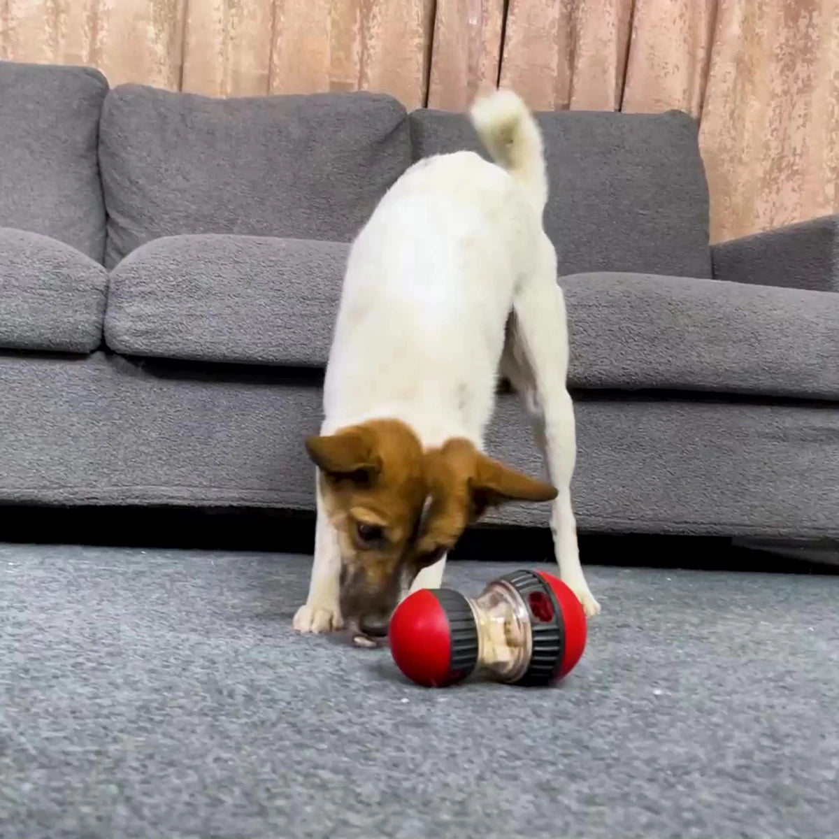 Cadeau hond verjaardag – Vier zijn speciale dag