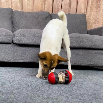 Cadeau hond verjaardag – Vier zijn speciale dag