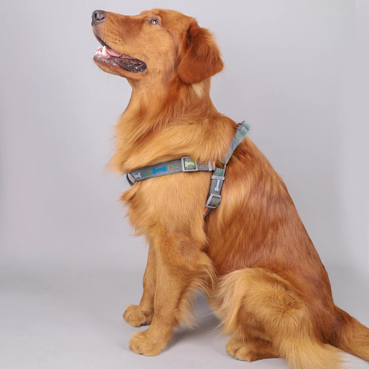 Action honden tuigje in vrolijke kleur – Stijlvol en goedkoop