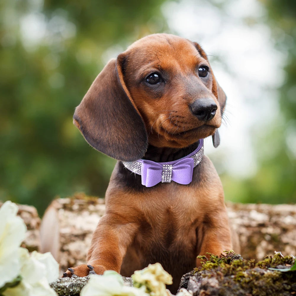 Tuigje met lange verstelband – Past op elke hond