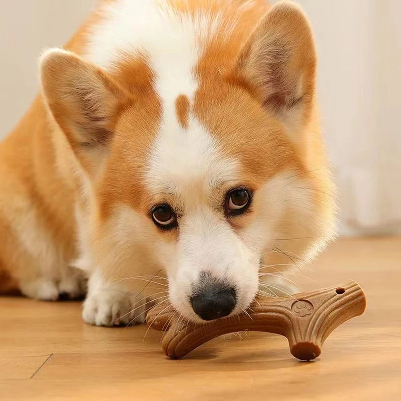 Cadeautje voor hond – Klein gebaar, grote vreugde