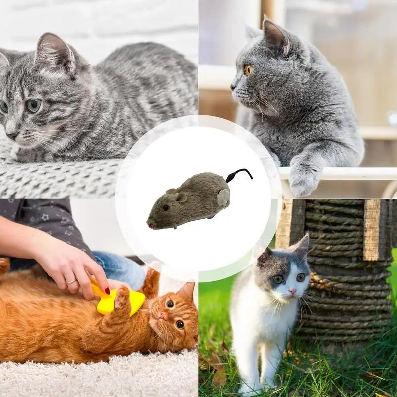 Leuk kattenspeeltje met rubberen ring – Zacht voor tanden