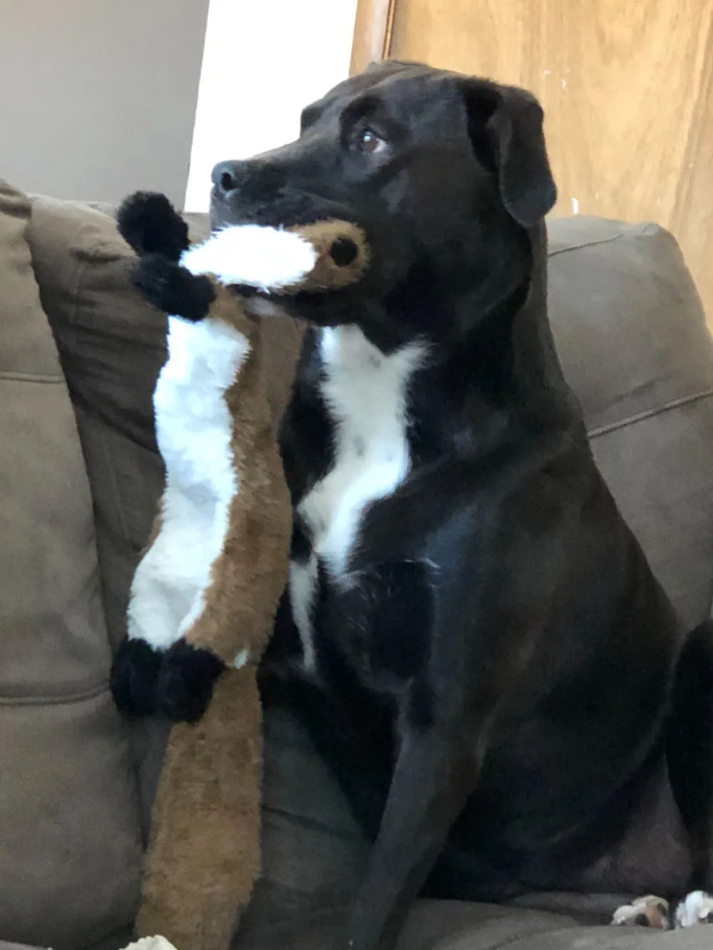 Cadeau hond verjaardag inclusief naam – Voor een persoonlijk moment