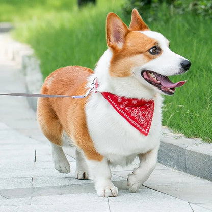 Tuigje voor sportieve honden – Flexibel en licht