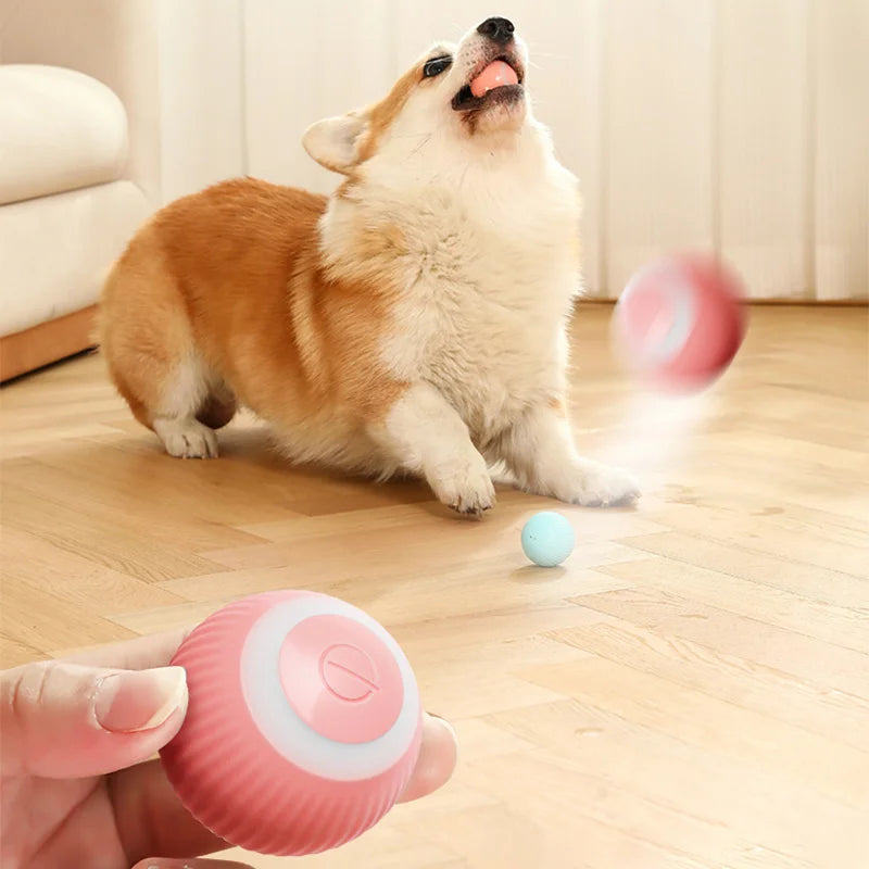 Cadeau hond verjaardag compleet – Van snacks tot speeltjes