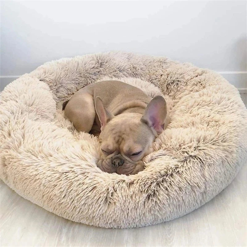 Cadeau voor hond met lekkers – Smullen gegarandeerd