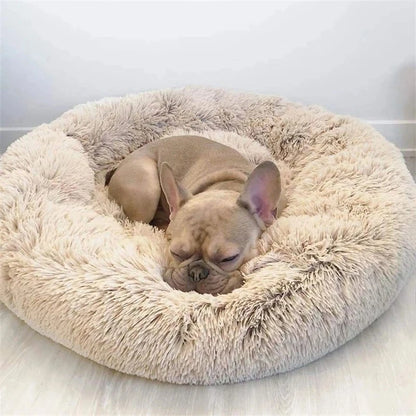 Cadeau voor hond met lekkers – Smullen gegarandeerd
