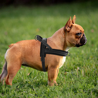 Honden tuigje met unieke print – Valt op tijdens wandelingen