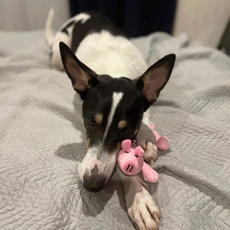 Origineel cadeau hond verjaardag – Creatief en uniek