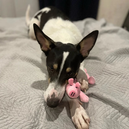 Origineel cadeau hond verjaardag – Creatief en uniek