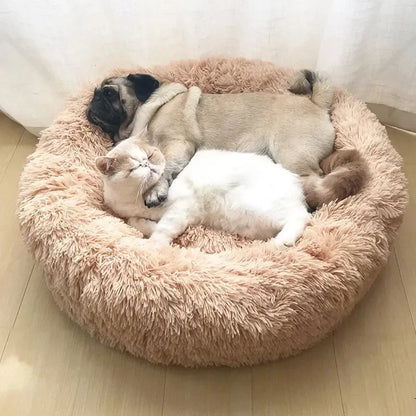 Origineel cadeau hond verjaardag – Creatief en uniek