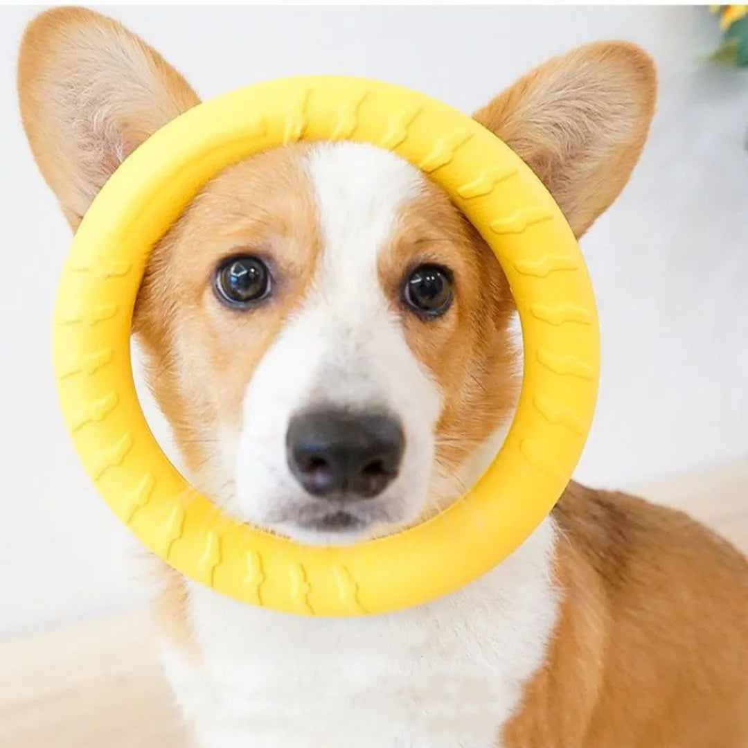 Lekkernijen cadeau voor hond – Verantwoord en smakelijk