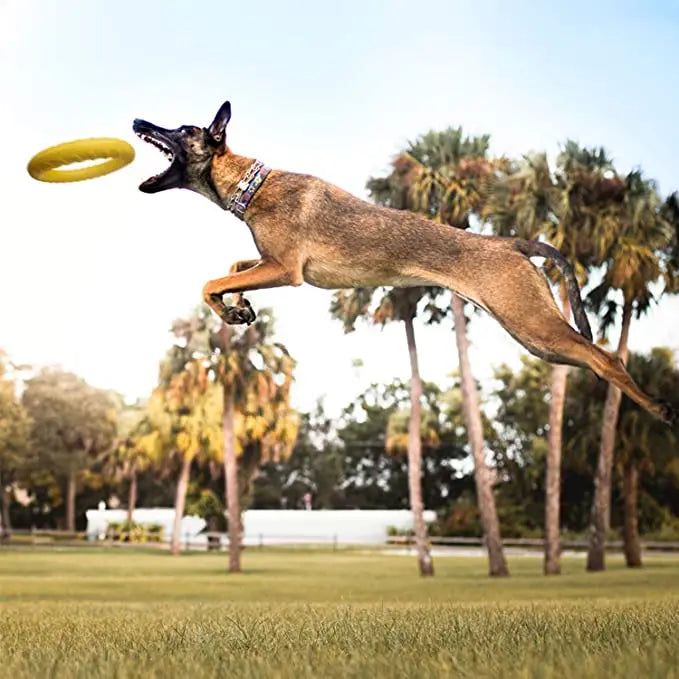 Cadeau voor hond en mens – Duo plezier