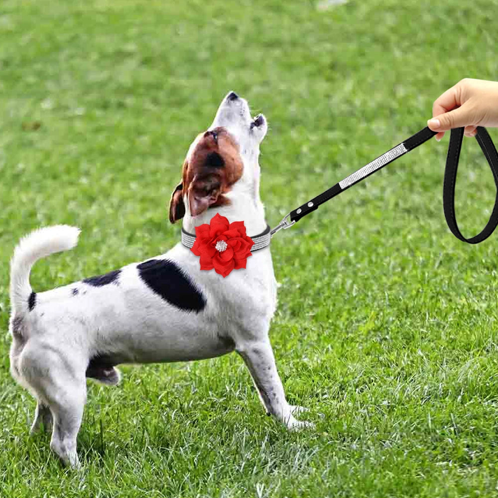 Tuigje voor actieve honden – Blijft goed zitten
