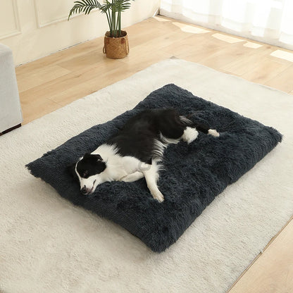 Verjaardag hond vieren – Met een origineel cadeau