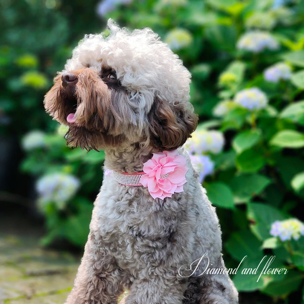 Tuigje hond met kliksluiting – Snel en veilig