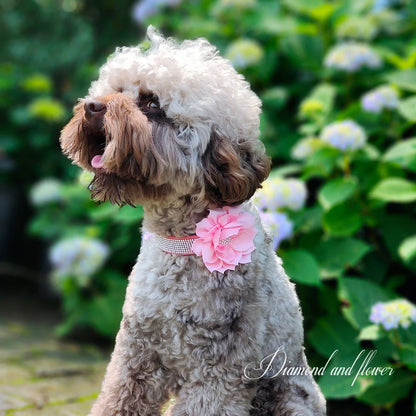 Tuigje hond met kliksluiting – Snel en veilig