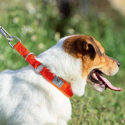 Tuigje hond met reflecterende elementen – Voor avondwandelingen