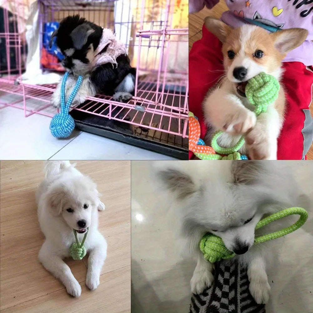 Verjaardag hond vieren – Met een origineel cadeau