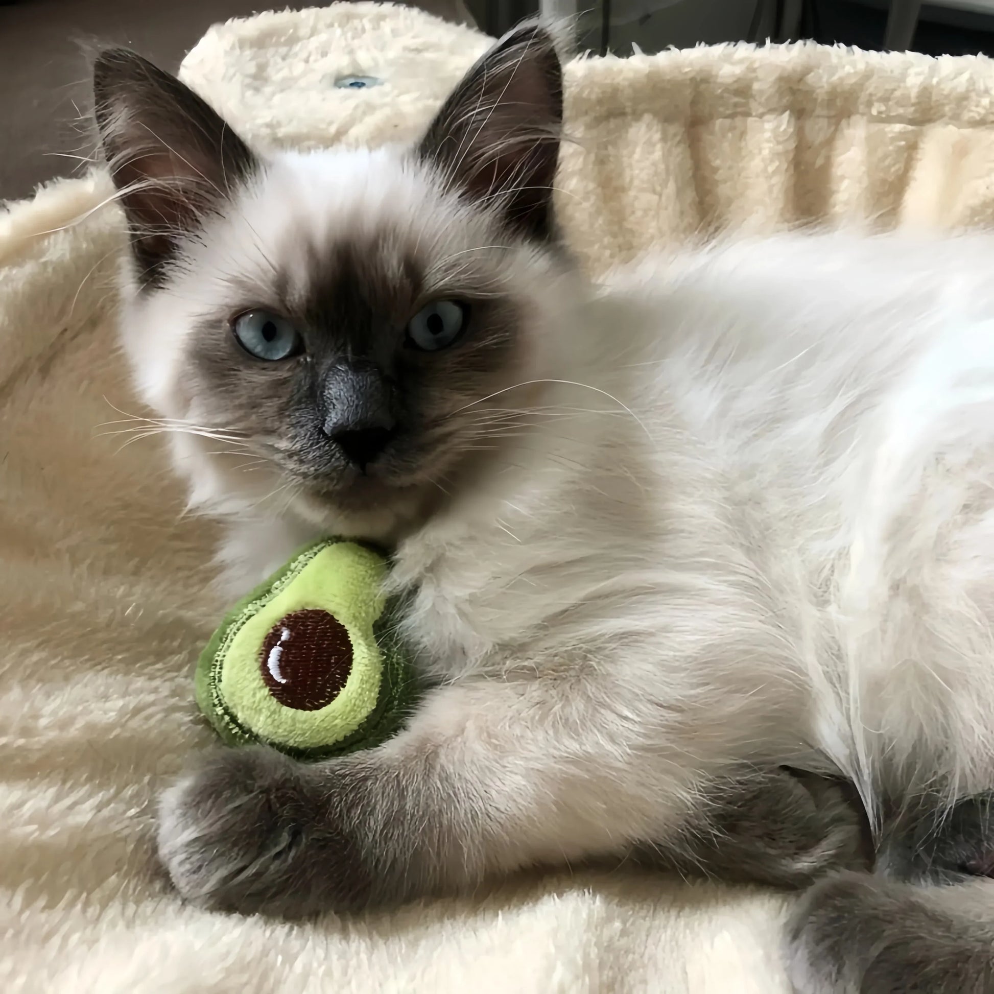 Kattenspeelgoed met kraboppervlak – Dubbel functioneel