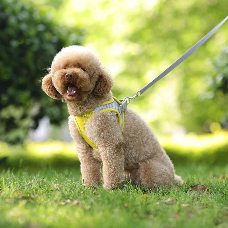 Tuigje voor hond met stijlvolle look – Praktisch en mooi