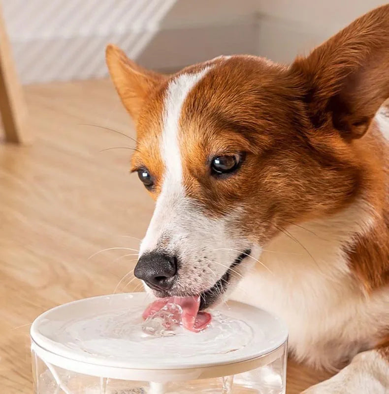 Fontein kat met vervangbare filters – Altijd schoon water