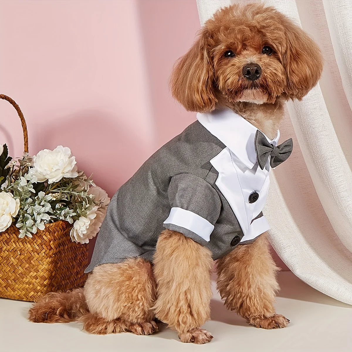 Lekkernijen cadeau voor hond – Verantwoord en smakelijk