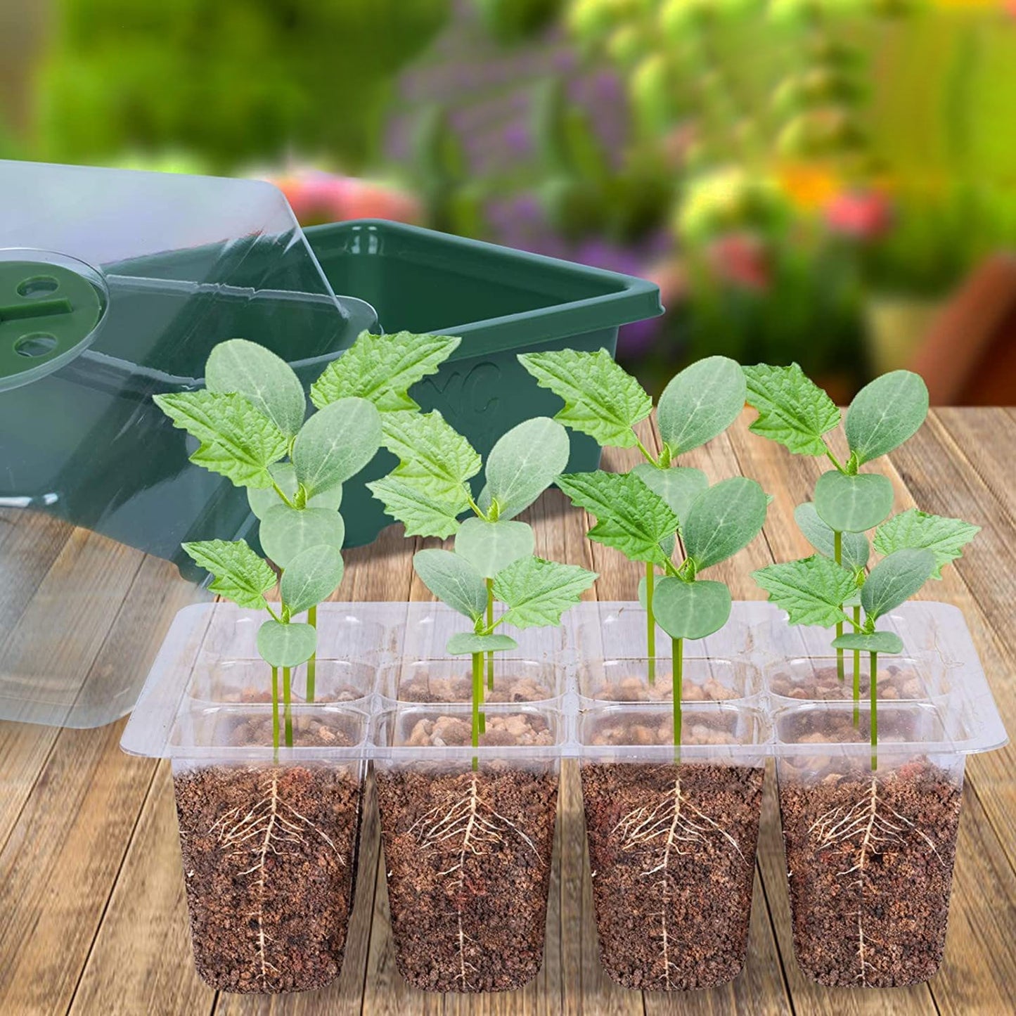 moestuinbak-planten